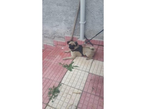 Pug mops ücretsiz