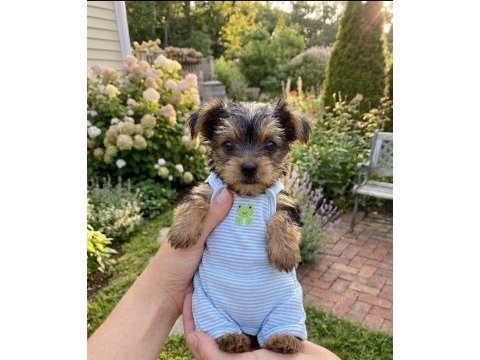 Hiç tüy dökmeyen büyümeyen ırk köpeğimiz