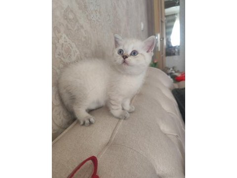 Harika bir bebek british shorthair