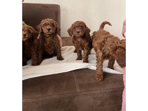 Toy poodle