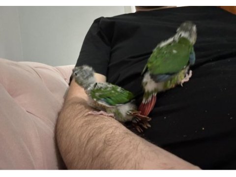 El besleme konur papağanı bebek