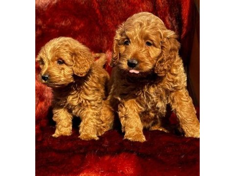 Çikolata tadında maltipoo browniler