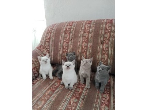 British shorthair kedileri
