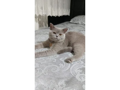 Ücretsiz sahiplendirme british shorthair