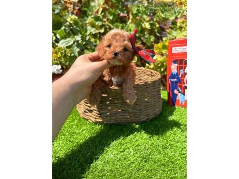 Sevimli maltipoo yavrumuz yeni yuvasını arıyor