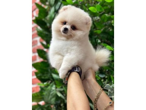 Pomeranian boo 2 aylık köpekler
