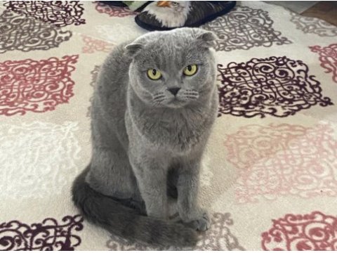 Scottish fold dişi