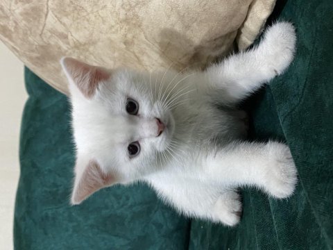 British shorthair erkek yavru