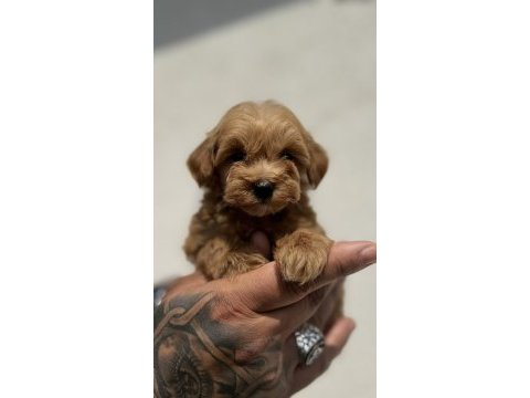 Maltipoo yavrularımız