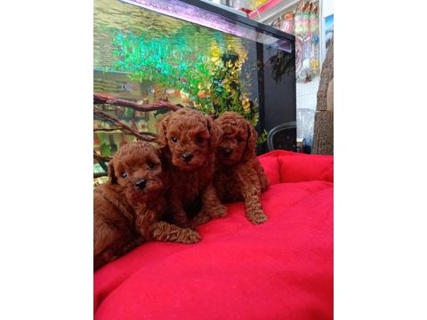 %100 orjinal kore red brown yavru köpekler
