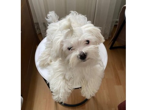 Ev doğumlu prenses maltese terrier