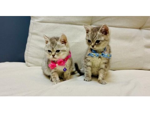 British shorthair yavru kediler