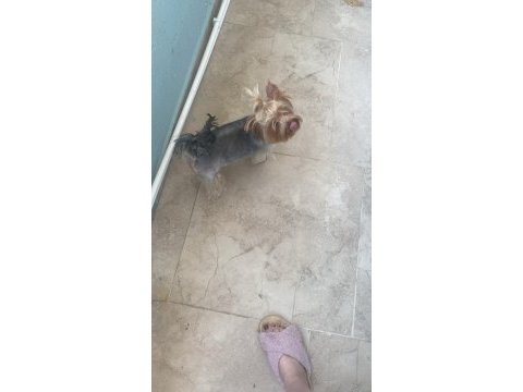 1.5 yaşında yorkshire terrier bakımlı dişi