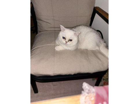 British shorthair erkek 1 yaşında