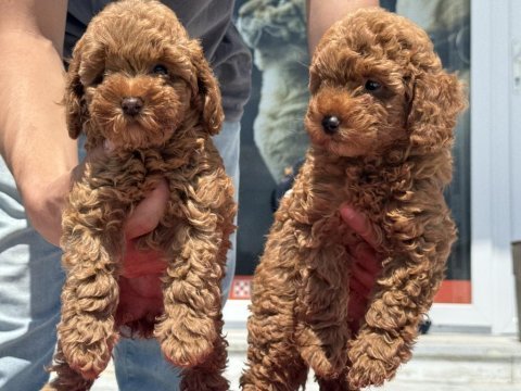Yasal ruhsatlı çiftlikde ziyarete açık toy poodle