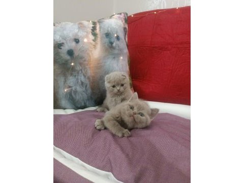Scottish fold lilac yavrumuz
