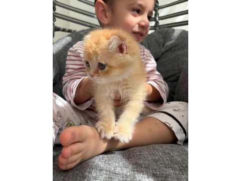 Golden scottish fold erkek bebek