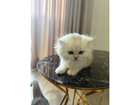 Orjinal ırk british longhair