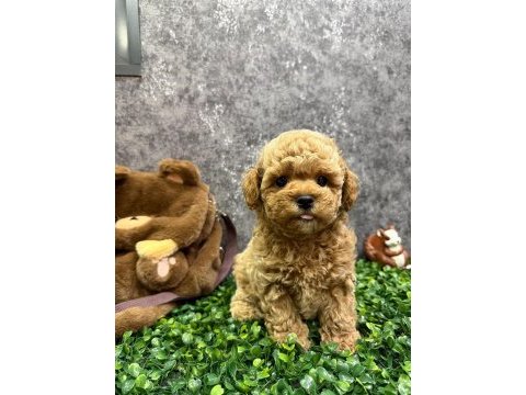Irkının en kaliteli poodle bebekleri