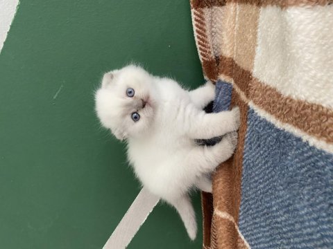 3 haftalık 2 dişi scottish fold yavru