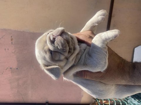 İzmirden new shade isabella fawn dişi french bulldog yavru