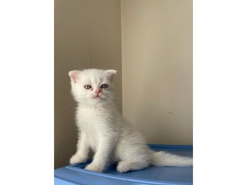 70 günlük scottish fold erkek