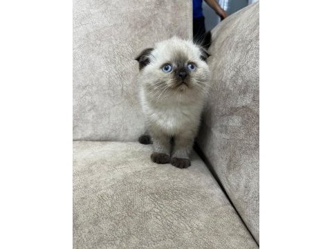 Show kalite çikolata point minik ayı kedimiz