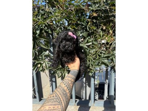 Black poodle yavrumuz