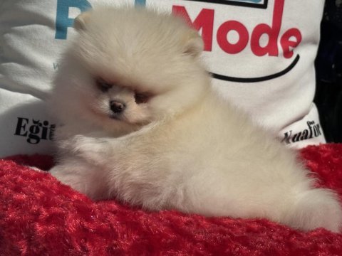 Üst segment teddy face pomeranian yavrularımız