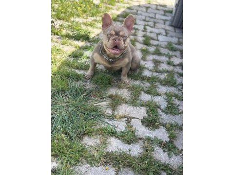 New shade isabella tan erkek french bulldog