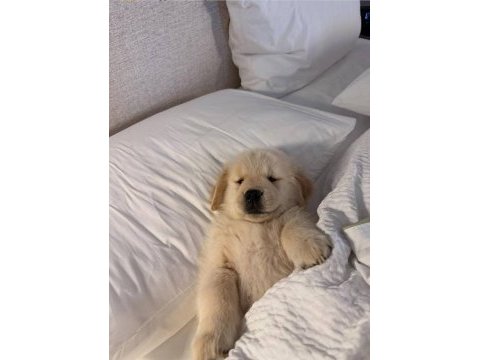 Kaliteli oyuncu golden retriever yavrular