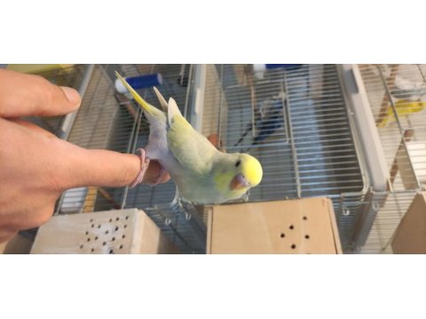 Şov jumbo yavru ele alıştırmalık muhabbet kuşu