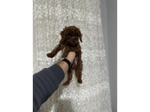 Sağlık ve ırk garantili toy poodle yavrularımız