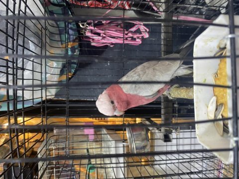 Gallah rose kakadu papağanı