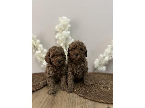 Wc eğitimli aşılı orjinal red brown toy poodle