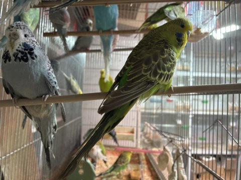 Damızlık jumbo dişi muhabbet kuşları