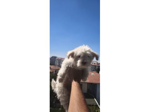 Maltese terrier 3 aylık