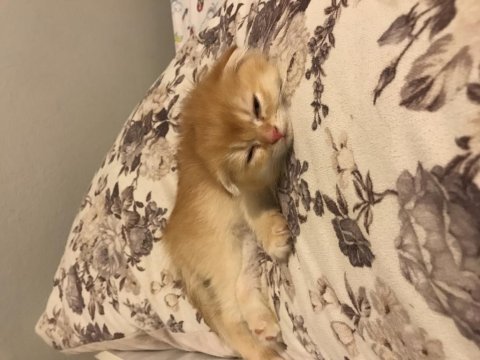 Scottish fold golden
