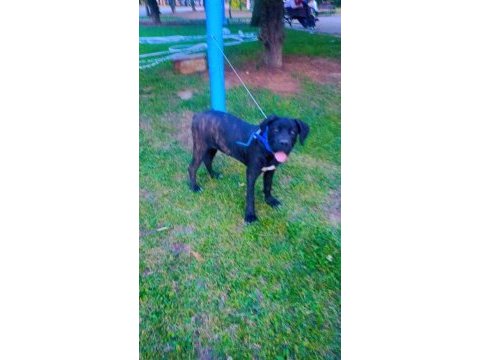 Cane corso köpeği