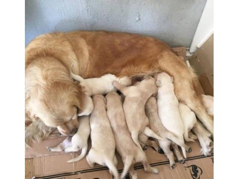 Golden yavruları ücretsiz değildir
