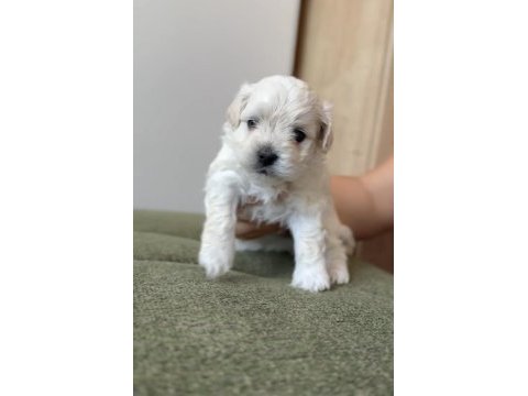 Show kalite küçük boy maltipoo yavrumuz