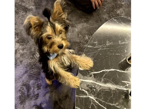 Yorkshire terrier 5 aylık