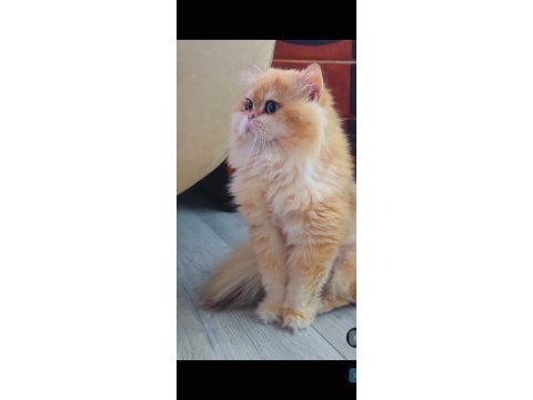 Kedimiz için eşleşme ilanıdır