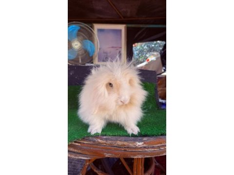 7 aylık hollanda teddy ginepig