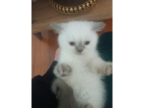 British shorthair blue point yavrular