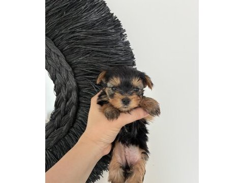 Kore kan yorkshire terrier bebeklerimiz