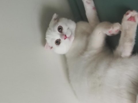 Yavru acil scottish fold