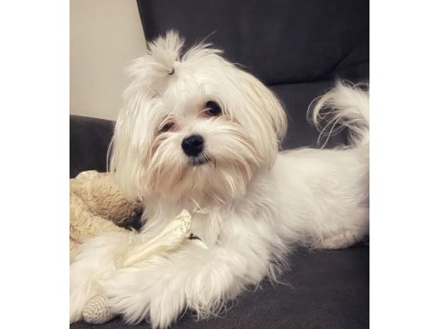 Ücretsiz sahiplendirme maltese terrier erkek