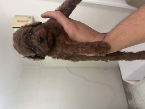 Teslime hazır poodle yavrular