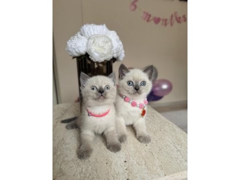 British shorthair bluepoint yavrular